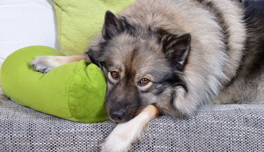 Husten bei Hunden Ursachen und Symptome